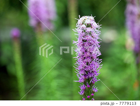 リアトリス 7779113