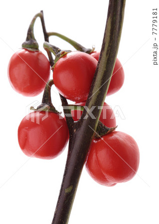 ヒラナス 7779181