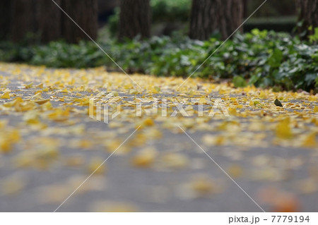 銀杏の落葉道 7779194