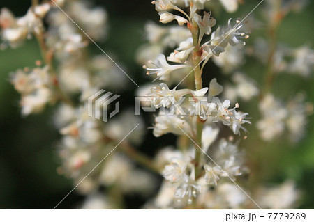 イタドリの花(雄花) イタドリの花(雄花) 7779289