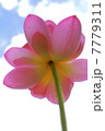 蓮花のHDR 7779311