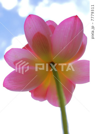 蓮花のHDR 7779311