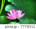 蓮花のHDR 7779312
