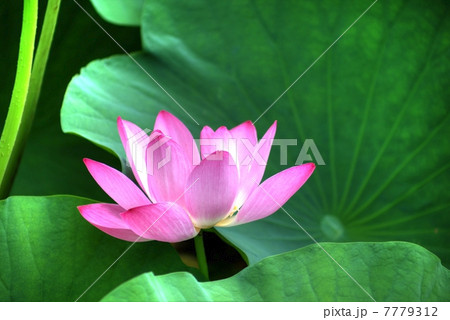 蓮花のHDR 7779312
