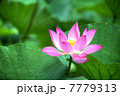 蓮花のHDR 7779313