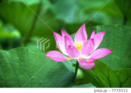 蓮花のHDR 7779313