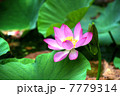 蓮花のHDR 7779314