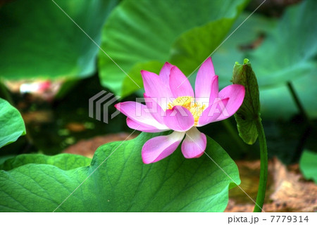 蓮花のHDR 7779314