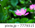 蓮花のHDR 7779315