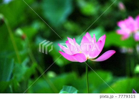 蓮花のHDR 7779315