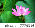 蓮花のHDR 7779316