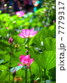 蓮花のHDR 7779317