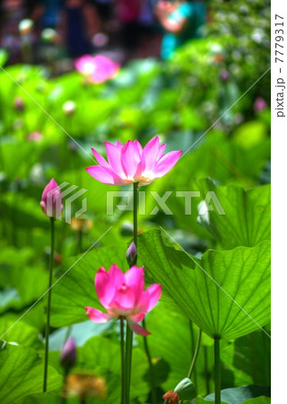 蓮花のHDR 7779317