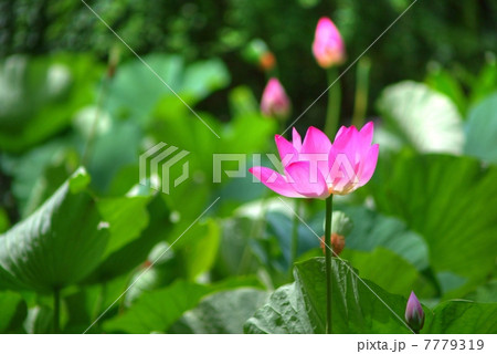 蓮花のHDR 7779319