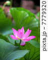 蓮花のHDR 7779320