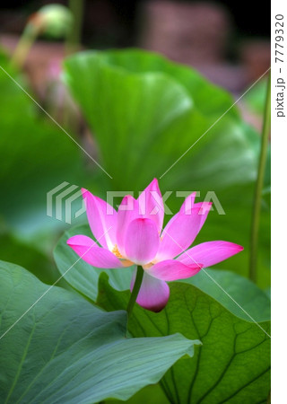 蓮花のHDR 7779320