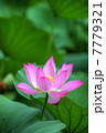 蓮花のHDR 7779321