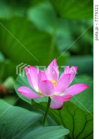 蓮花のHDR 7779321