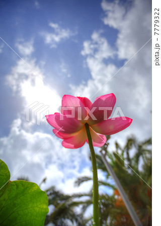 蓮花のHDR 7779322