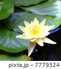 蓮花のHDR 7779324