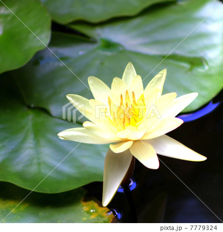 蓮花のHDR 7779324