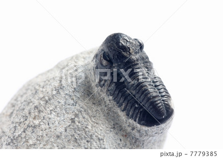 三葉虫の化石 7779385