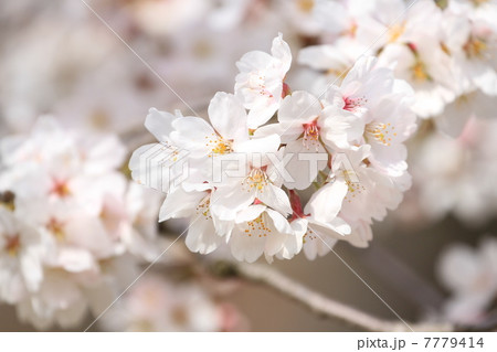 ソメイヨシノ 7779414