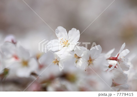 ソメイヨシノ ソメイヨシノ 7779415