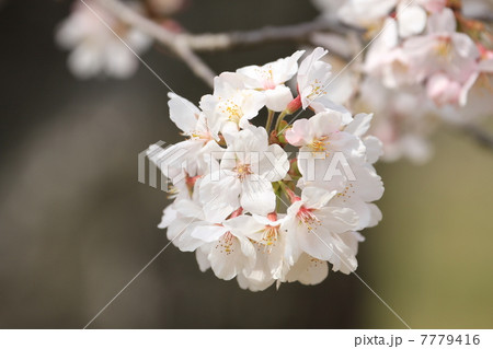 ソメイヨシノ ソメイヨシノ 7779416