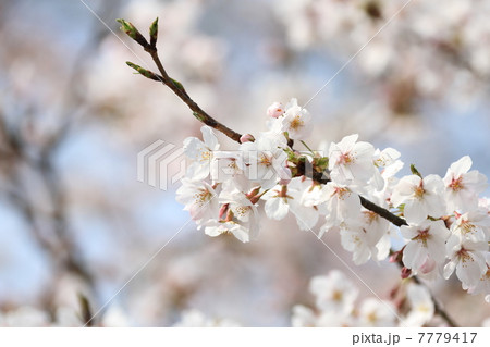 ソメイヨシノ 7779417
