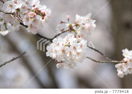 ソメイヨシノ 7779418