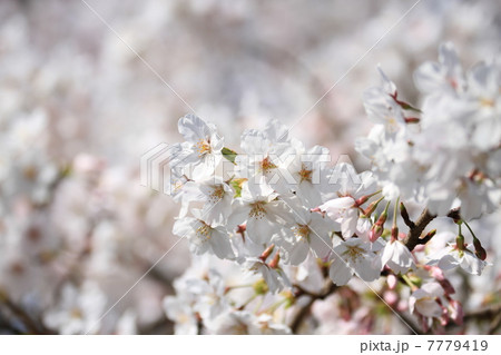 ソメイヨシノ 7779419