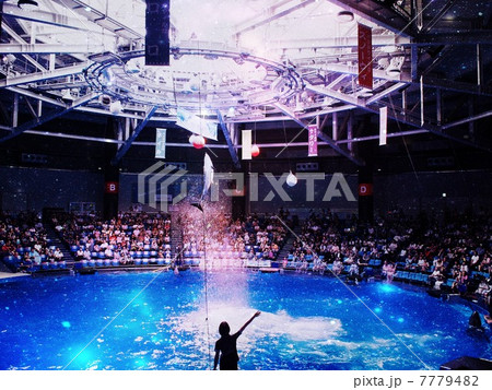 イルカショー 7779482