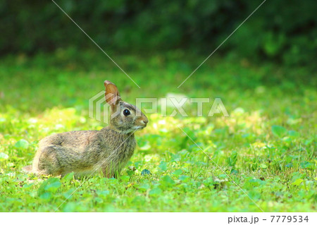 夏のワタオウサギ 7779534