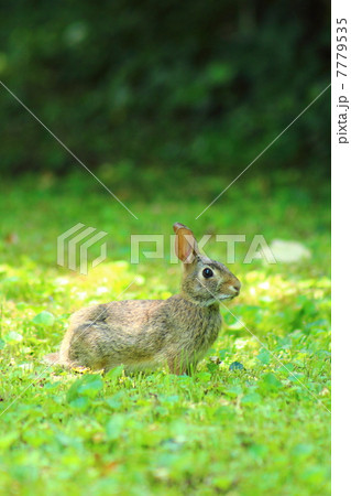 夏のワタオウサギ 夏のワタオウサギ 7779535