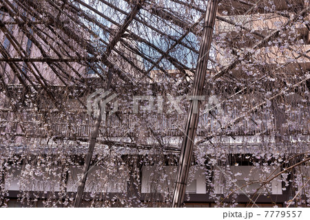 六角堂　御幸桜 7779557