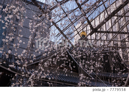 六角堂　御幸桜 7779558