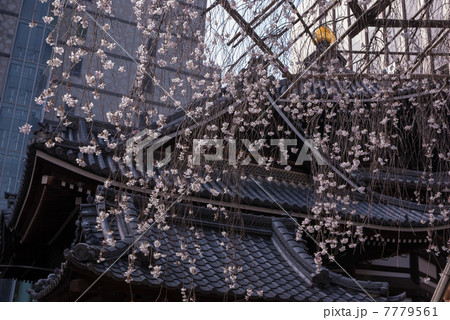 六角堂 御幸桜 六角堂 御幸桜 7779561