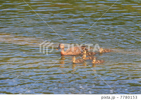 カルガモの親子 7780153