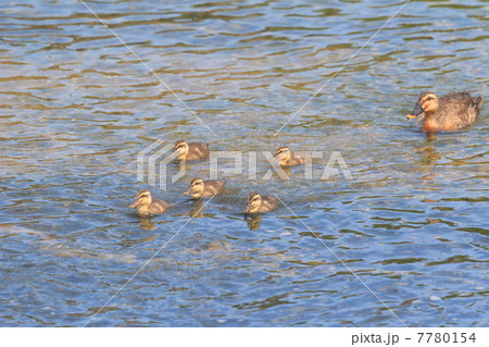 カルガモの親子 カルガモの親子 7780154