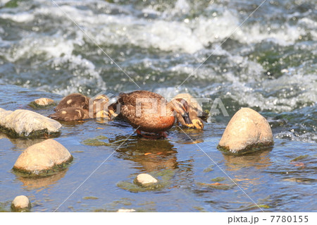 カルガモの親子 カルガモの親子 7780155