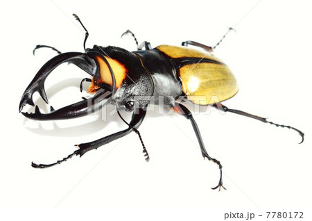 ラコダールツヤクワガタ　白バック 7780172