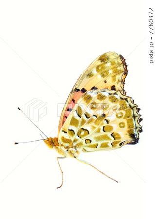 ツマグロヒョウモン　白バック 7780372