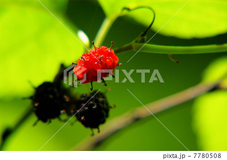 桑の実 桑の実 7780508