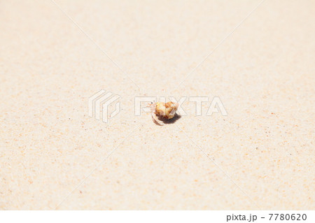 ヤドカリ ヤドカリ 7780620