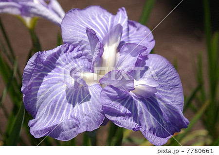 花菖蒲　八鉱学園 7780661