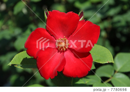 赤い薔薇 赤い薔薇 7780698