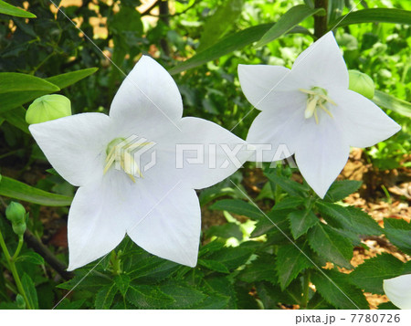 キキョウ（桔梗） 7780726