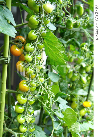 家庭菜園　トマト 7780797
