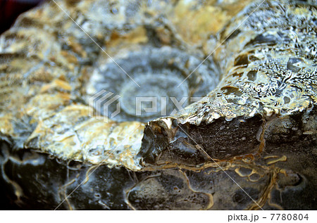 アンモナイトの化石 7780804